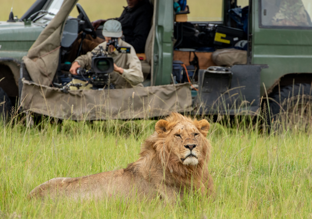 León documental Disney El documental incluyó casi 1.400 días de rodaje entre leones y cuidando el ambiente. Foto: National Geographic