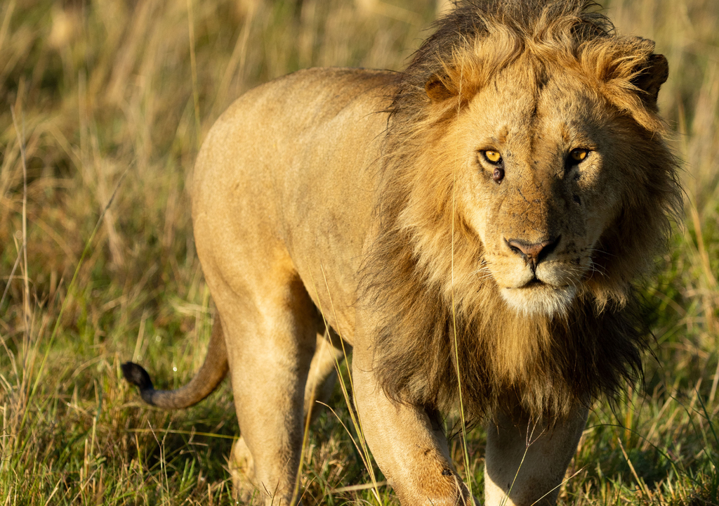 León documental Disney Con la meta de duplicar la cantidad de leones salvajes para 2050, Disney ya ha destinado más de 5 millones de dólares a una red mundial. Foto: National Geographic