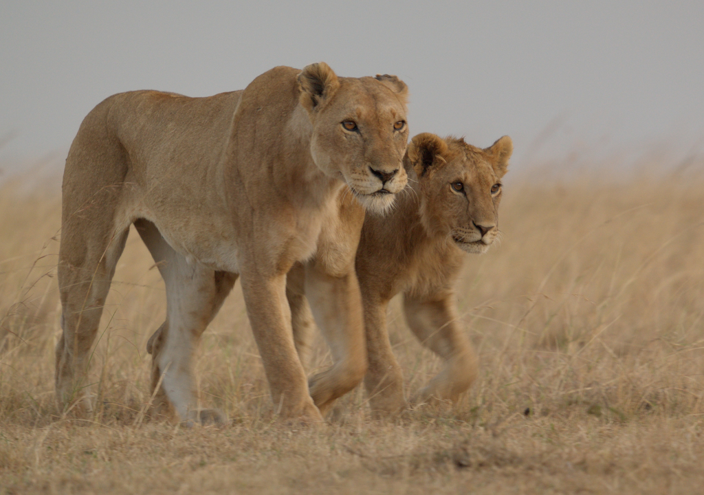 León Documental Disney La familia de Kio, su vida en manada, la salida de su hogar y el regreso como líder recuerdan la historia de Simba en "El Rey León". Foto: National Geographic