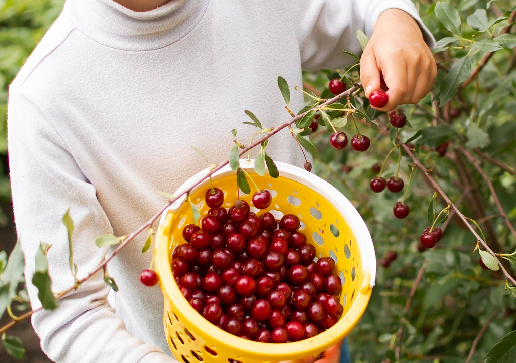 Kirschen, Baum, Genuss, Garten
