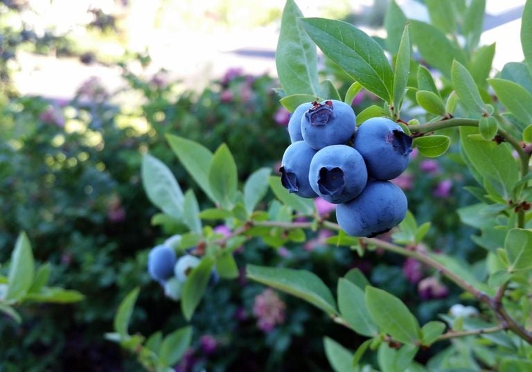 Pequenas superfrutas azuis: o que torna os mirtilos tão especiais?