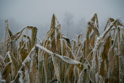 Kleine Eiszeit: Warum Europa Jahrhunderte lang fror