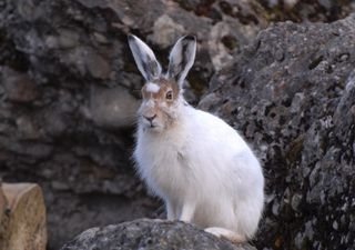 Kleiner Hase, große Gefahr: Der Alpenschneehase kämpft ums Überleben