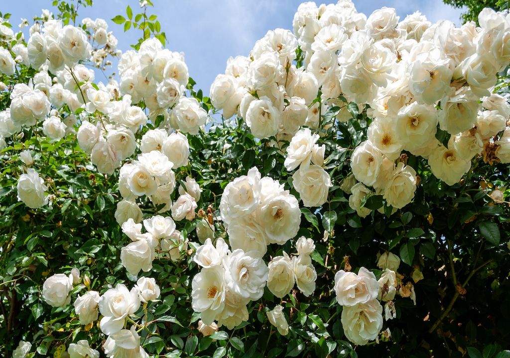 Rosa Iceberg, Kletterrose, Garten, Blüten