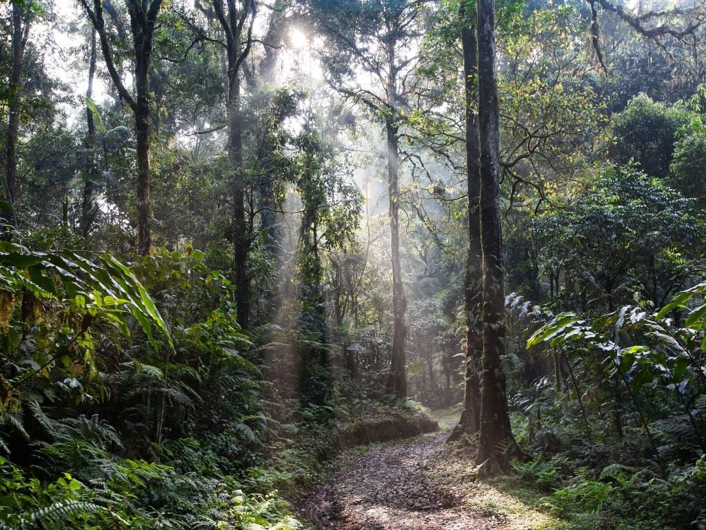 Regenwald Amazonas