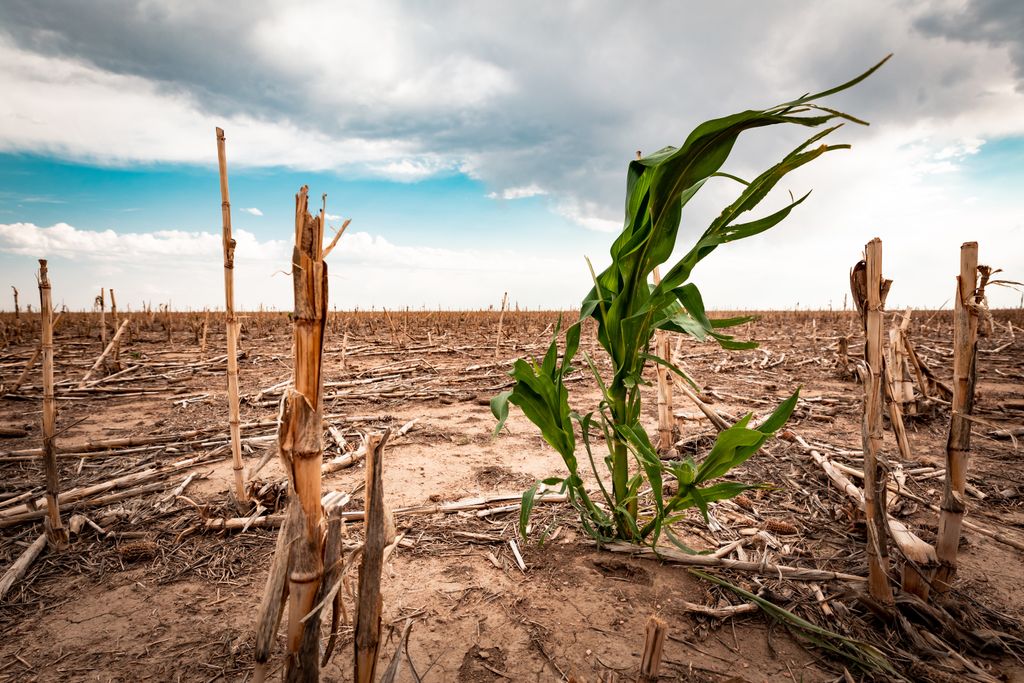 Dürre Regen Landwirtschaft Niederschlag Defizit