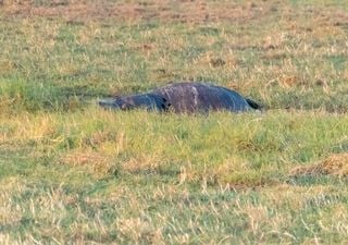 Klimakrise tötet Happy Hippos: 19 Nilpferde am Sambesi wegen Unterernährung gestorben