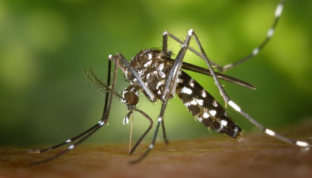 Die Asiatische Tigermücke (Aedes albopictus) ist längst in Deutschland angekommen – und mit das Risiko für neue Infektionskrankheiten. Die Asiatische Tigermücke (Aedes albopictus) ist längst in Deutschland angekommen – und mit das Risiko für neue Infektionskrankheiten. Bild: James Gathany/CDC