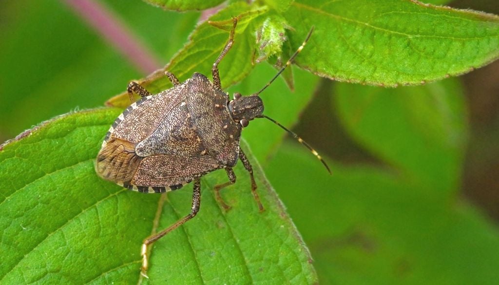 Die braun mamorierte Wanze ist mittlerweile in Deutschland sehr häufig anzutreffen