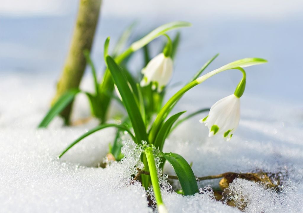 Schneeglökchen Schneeglökchen