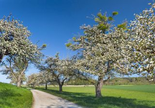 Klimawandel: Spätfröste werden zum Problem!