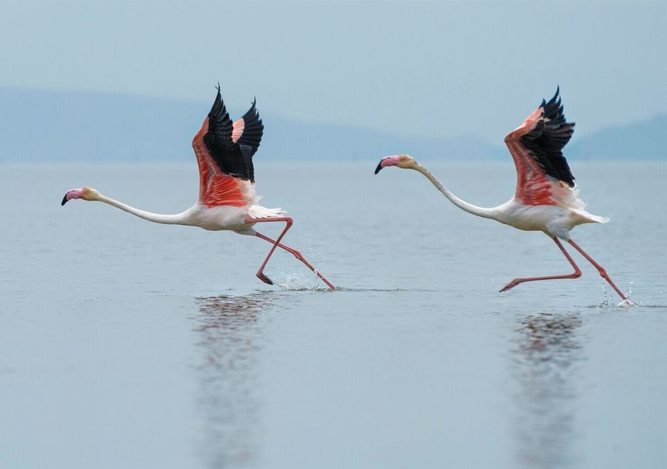 Cambio climático: flamingos enanos en los lagos de África Oriental están en peligro por el aumento del nivel del agua. Noticias en tiempo real