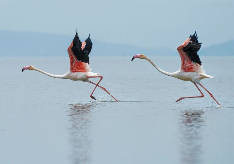 Cambio climático: flamingos enanos en los lagos de África Oriental están en peligro por el aumento del nivel del agua