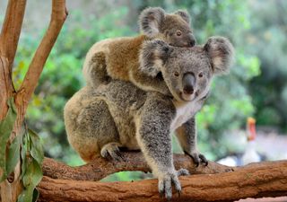 Koala declarado en peligro de extinción en Australia