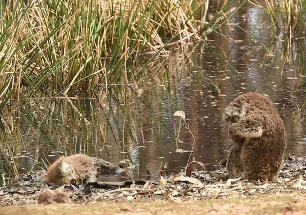 Koala llora Koala llora