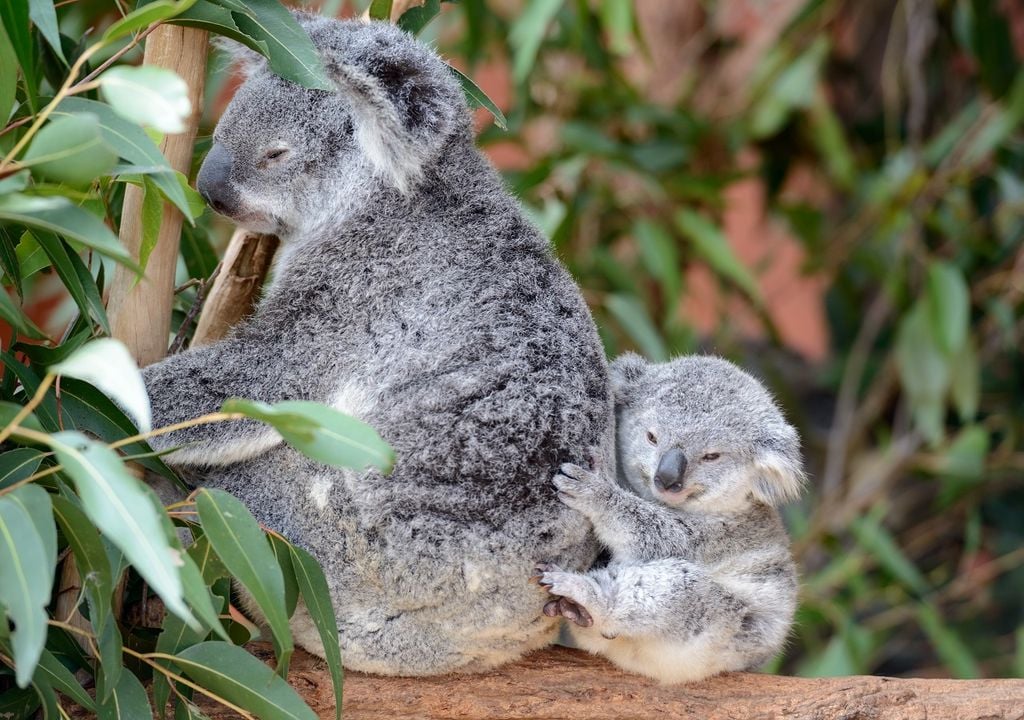 Mamã e bebé coala