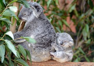 Koalas pasan a ser especie en peligro de extinción en Australia