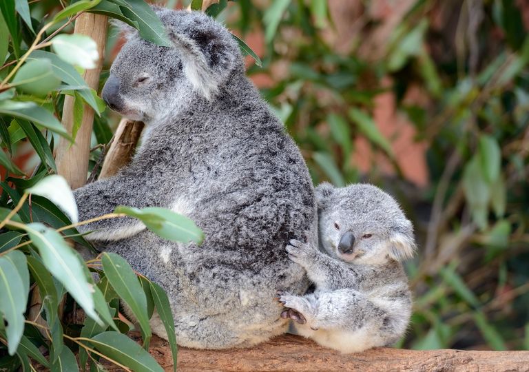 Koala Facts for Kids, Australian Animals