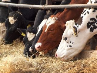 Klimawandel: Können Futterergänzungsmittel den Methanausstoß der Landwirtschaft reduzieren?