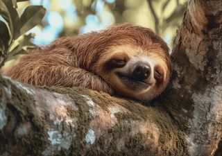 Könnte es helfen, Wildtiere zu Haustieren zu machen, um sie zu retten? Experten erklären, warum es nicht so einfach ist