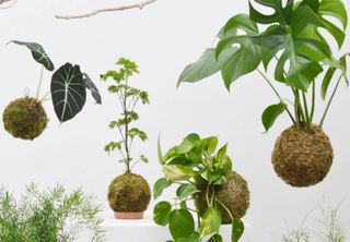 Kokedama: conheça a técnica japonesa de cultivar arranjo de plantas sem vaso