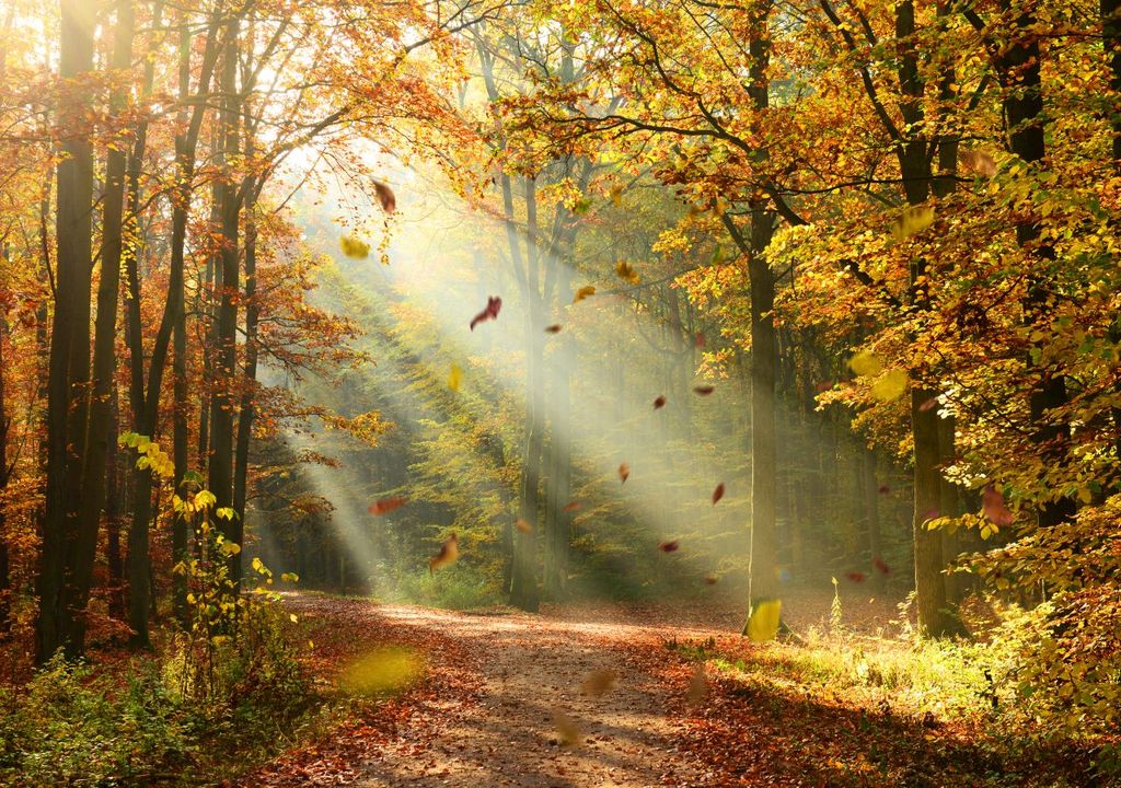 herbst, goldener Herbst, oktober herbst, goldener Herbst, oktober