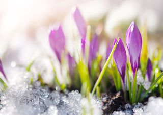 Kommt der Frosthammer? Kältecomeback in der zweiten Februarhälfte – Experte warnt: „Das wäre nicht das erste Mal!“