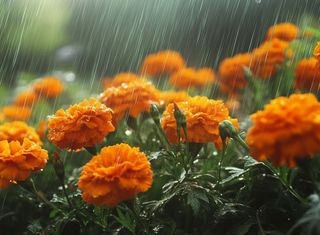 Kommt jetzt die Wetterwende? Modelle zeigen bis zu 100 Liter Regen – droht dem Sommer ein nasser und kühler Start?