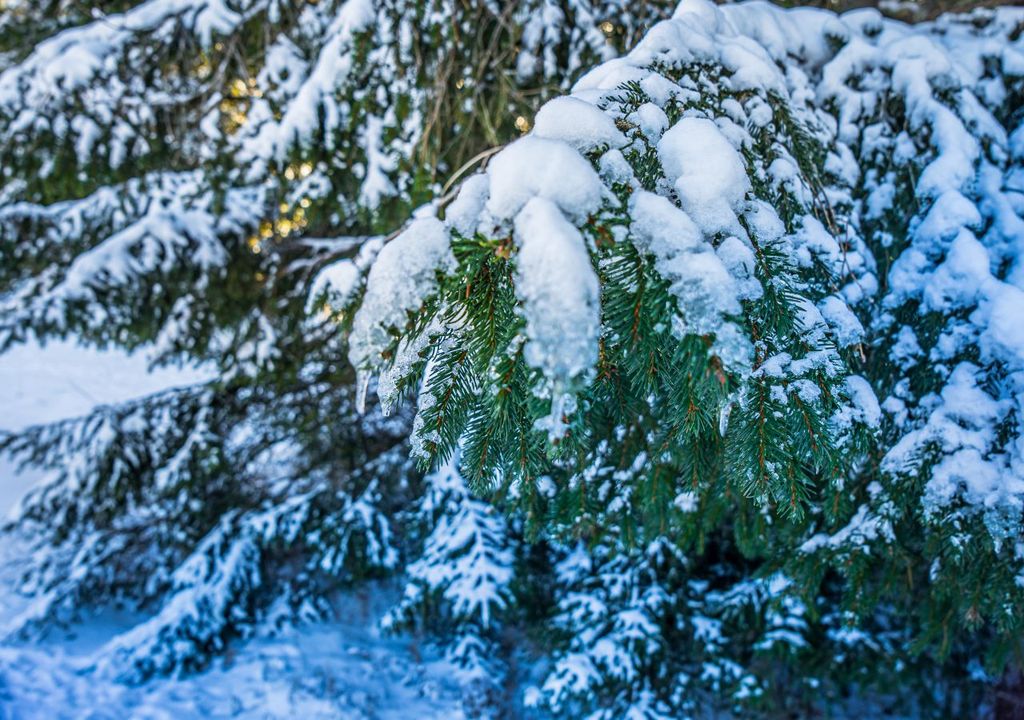 schnee, deutschland, wetter schnee, deutschland, wetter