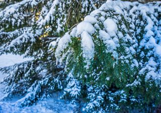 Kommt jetzt wirklich der erste Schnee? – Kalte Luft im Anmarsch: Auf der Rückseite des Sturms droht ein Wetter-Knall