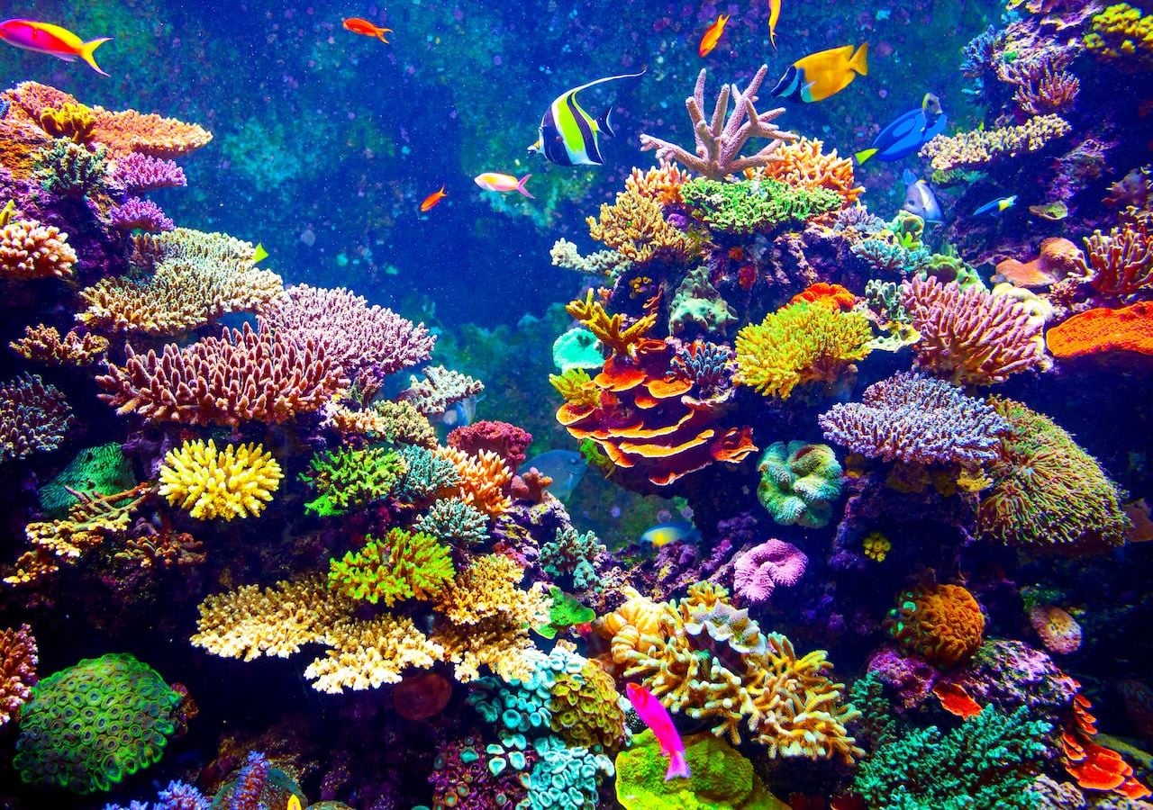 Laut der Internationalen Union für Naturschutz (IUCN) sind 44 % der Korallenarten, die Riffe bilden, weltweit vom Aussterben bedroht.