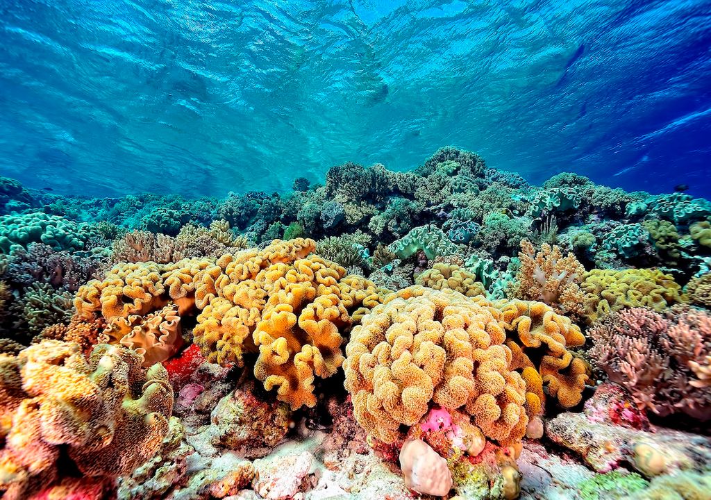 Klimawandel, Bedrohung, riffbildende Korallen