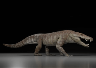 Kostensuchus atrox: el pariente patagónico de los cocodrilos que era hipercarnívoro