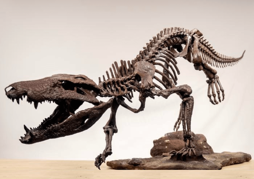 esqueleto Kostensuchus atrox esqueleto Kostensuchus atrox