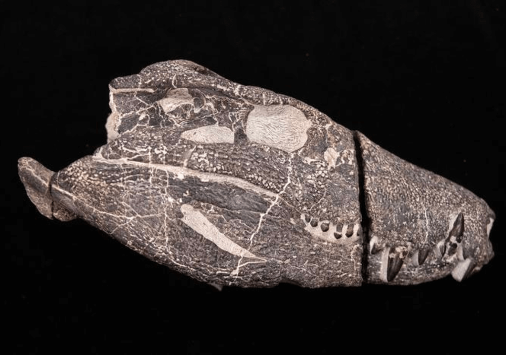 cráneo Kostensuchus atrox cráneo Kostensuchus atrox