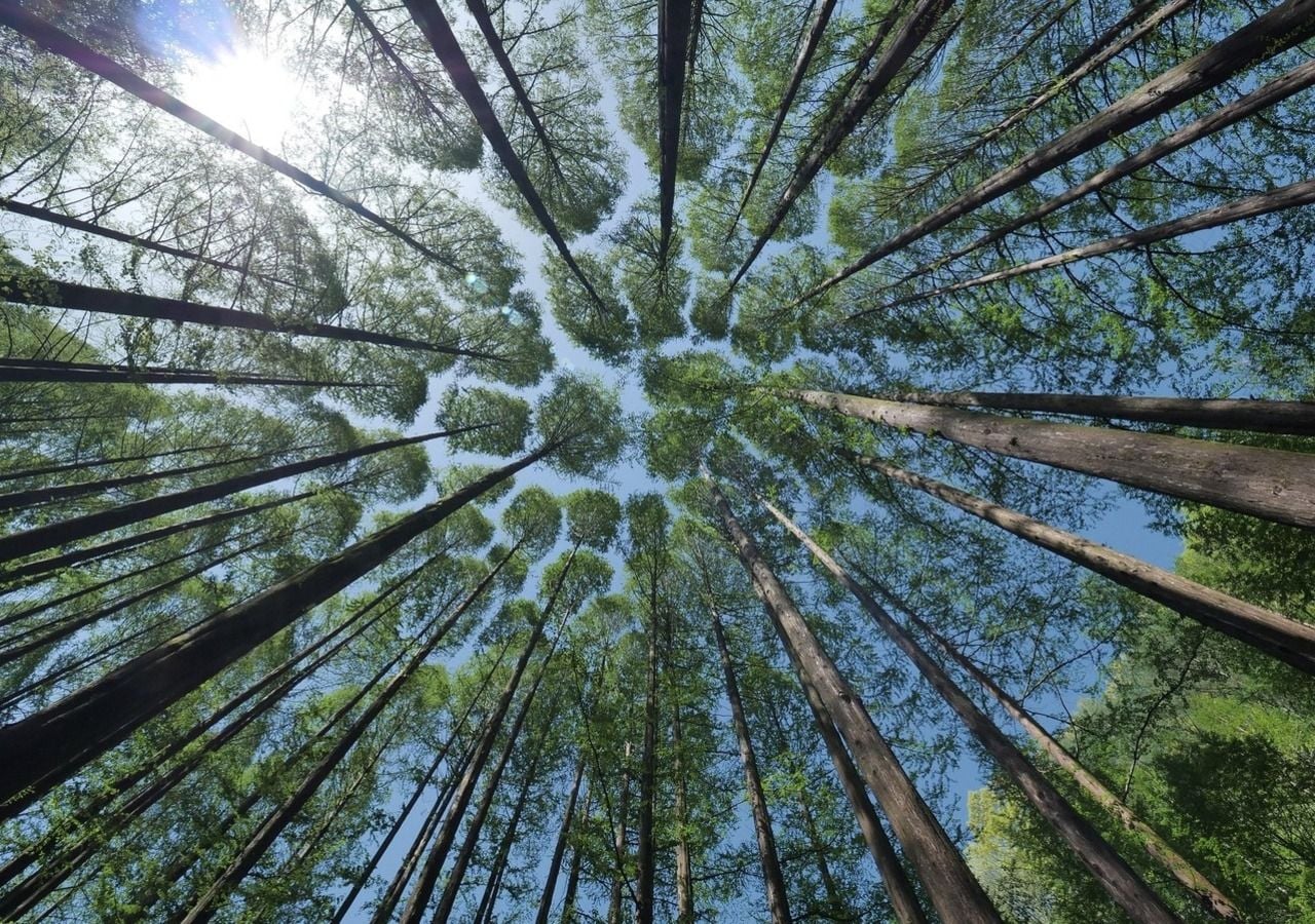 Bäume halten im Wald konstanten Abstand zueinander – aber warum? Bild: lefteye81/Pixabay