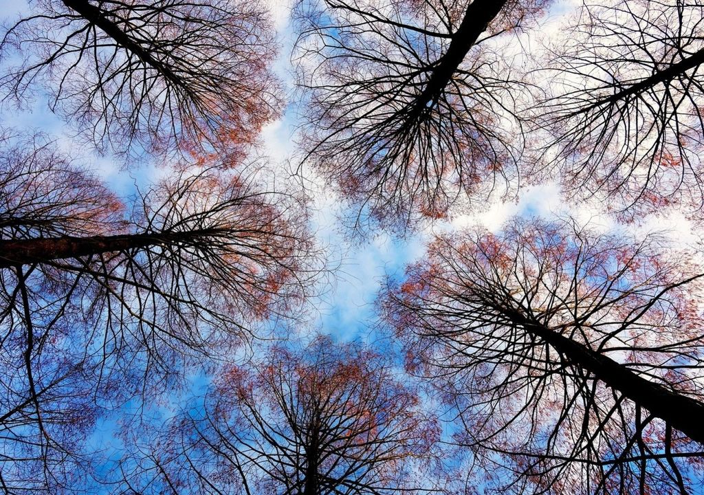 Als Ursachen für die Kronenschüchternheit werden Windabrieb, Licht-Signalwirkungen, Schutz vor Schädlingen oder chemische Kommunikation diskutiert. Als Ursachen für die Kronenschüchternheit werden Windabrieb, Licht-Signalwirkungen, Schutz vor Schädlingen oder chemische Kommunikation diskutiert.