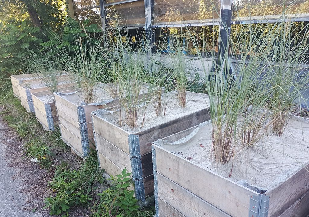 Kultivierung von Dünenvegetation am Leichtweiß-Institut für Wasserbau Kultivierung von Dünenvegetation am Leichtweiß-Institut für Wasserbau