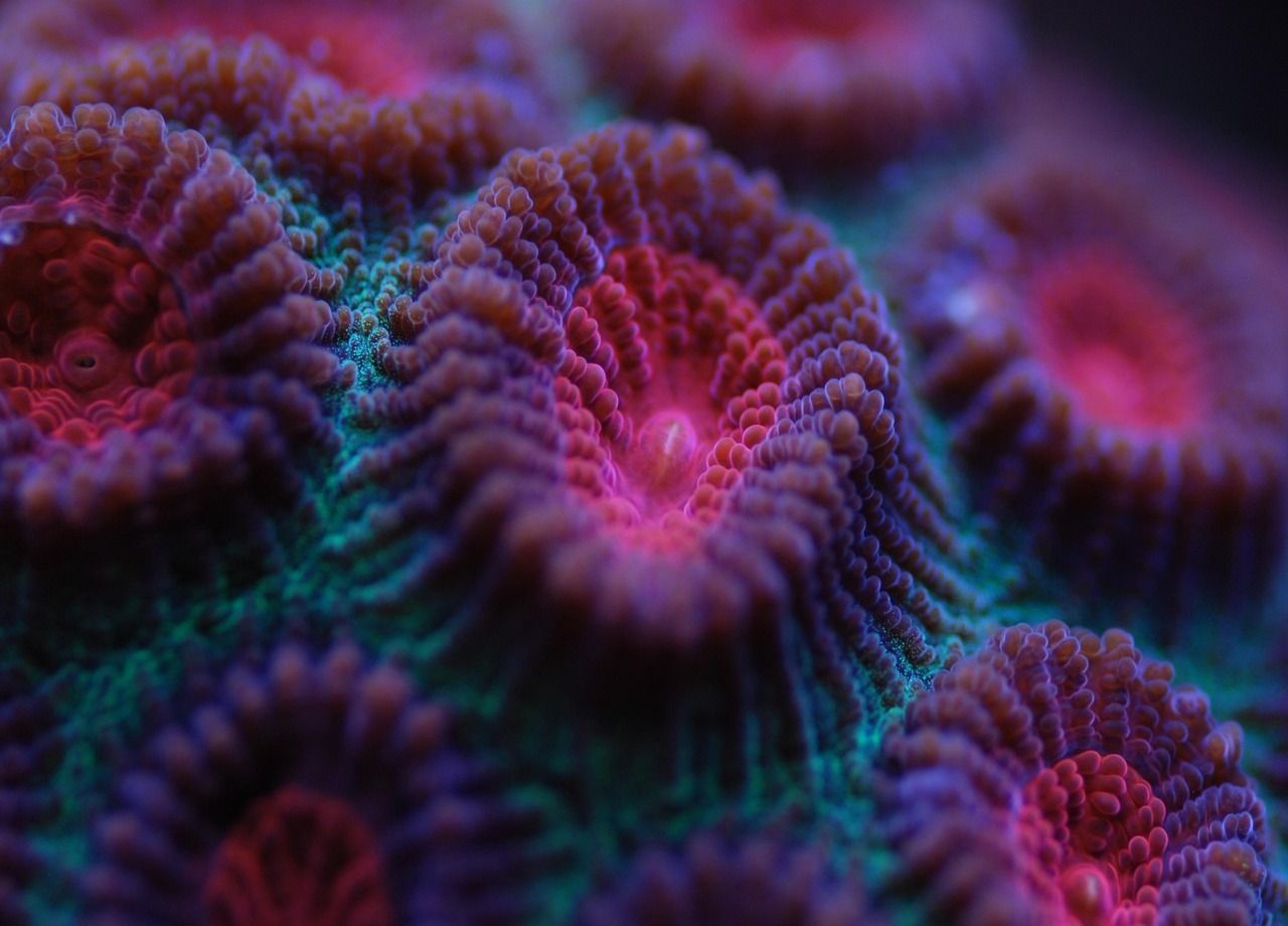 Recifes de coral, mais ameaçados do que nunca.