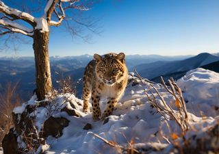 El fascinante leopardo del Amur, el felino más raro del mundo que vive en la taiga siberiana