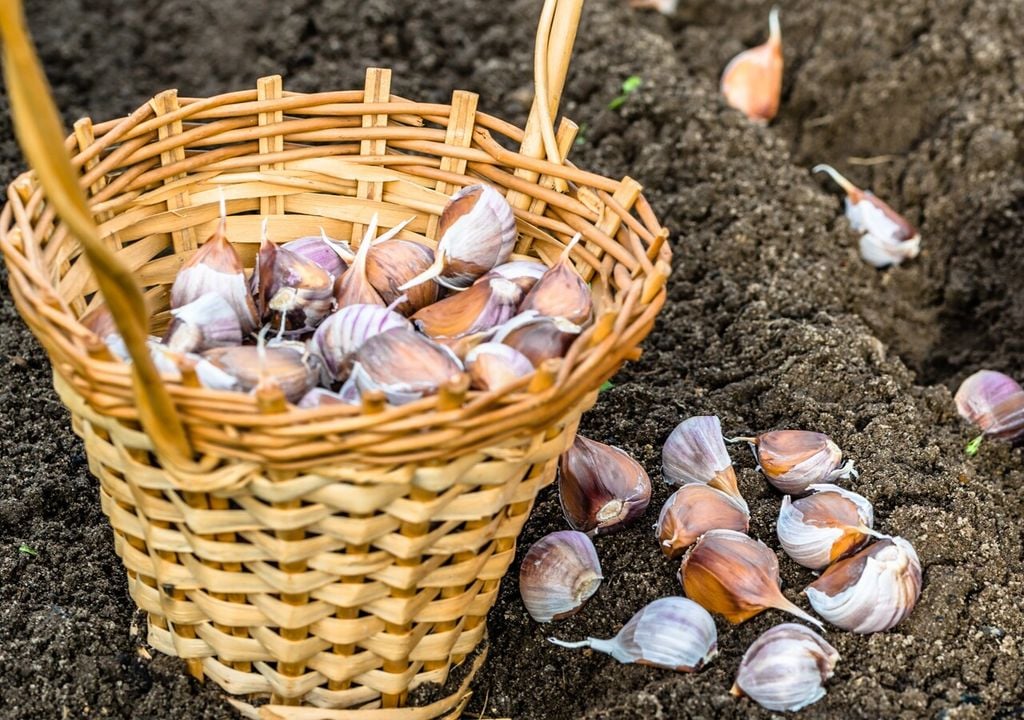 L'aglio è considerato uno degli ortaggi più semplici da coltivare