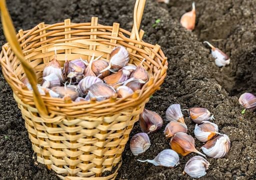 L'aglio che inizia a germogliare nella tua cucina &egrave; ancora utile: piantalo e vedrai i risultati in poche settimane