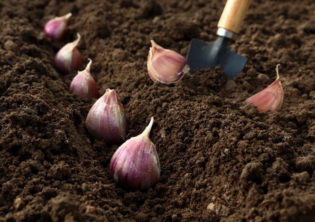 L'aglio predilige un substrato morbido che non ostacoli lo sviluppo del bulbo sotterraneo
