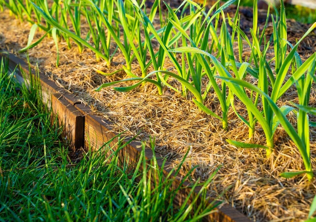 Dopo la messa a dimora, ciascuno spicchio sviluppa foglie nastriformi e un apparato radicale superficiale