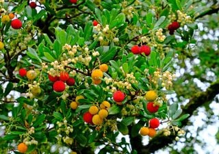 L’albero con i colori della bandiera italiana che fa fiori e frutti insieme: il miracolo autunnale del corbezzolo