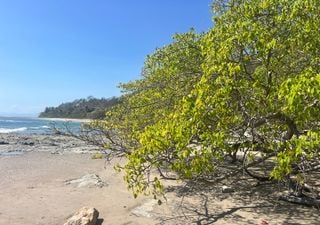 L&rsquo;alberto pi&ugrave; venenoso del mondo &egrave; un pericolo in queste spiagge incantevoli. &Egrave; presente in Italia?