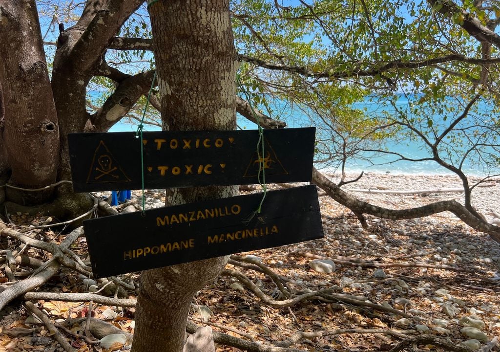 In qualche caso la presenza della Mancinella o Manzanillo è segnalata, qui a Playa Grande, Montezuma, Costa Rica, ma spesso la sua presenza in spiagge selvagge non è indicata, occorre dunque conoscerla per evitarla. Foto Luca Lombroso.