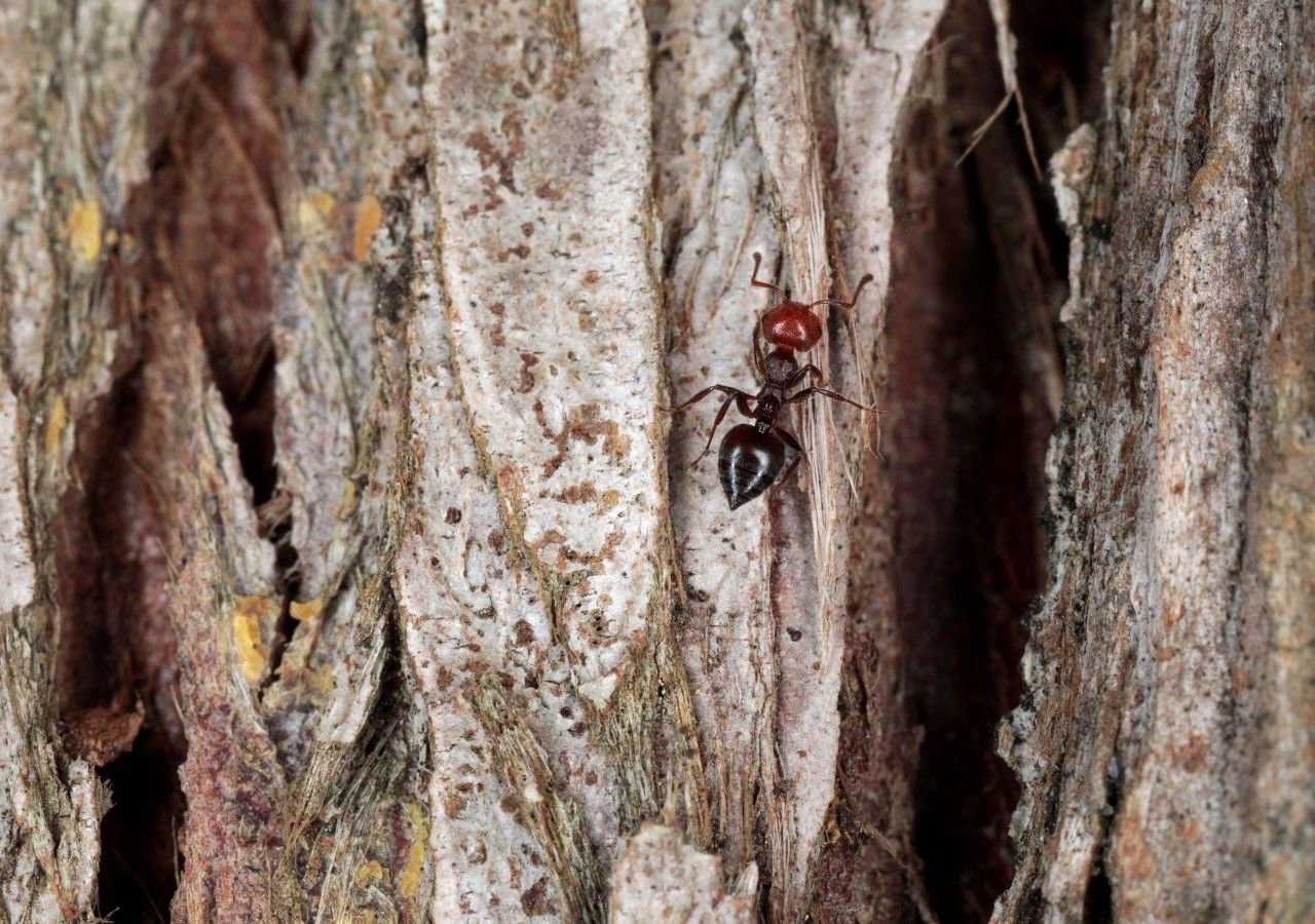 La hormiga responsable de la invasión se llama Pheidole megacephala, más conocida en inglés como "big-headed ant". Esta hormiga procede originalmente de una gran isla del Océano Índico, sin duda Mauricio.
