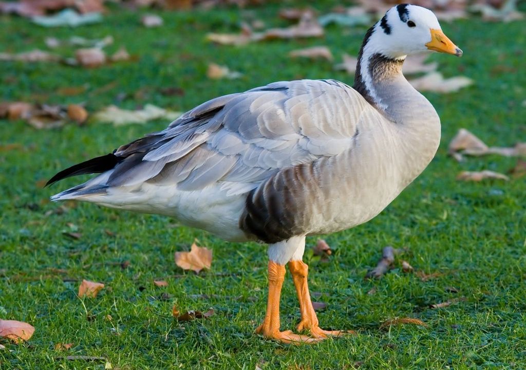 Esemplare di oca indiana.