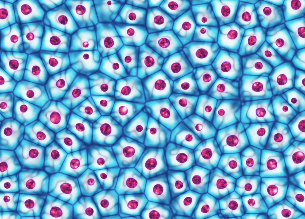 Infection Bactérie Santé Amibe